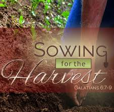 Sowing for the Harvest